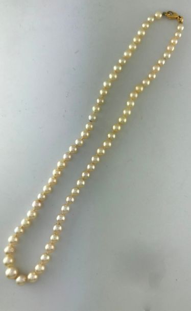 Null Collier de perles de culture en chute, Poids brut: 28,5g