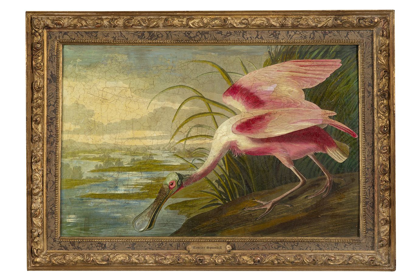 (XXe siècle) (二十世纪）
取材于让-雅克-奥杜邦
蔷薇琵鹭（Platalea ajaja）
裱在卡片上的纸质版画
59 x 89 厘米 - 23 &hellip;