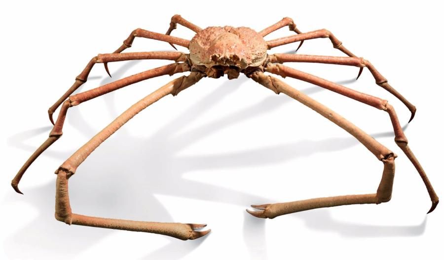 Null Exceptionelle et rarissime Crabe
Araignée géant du Japon ou Araignée de Mer&hellip;