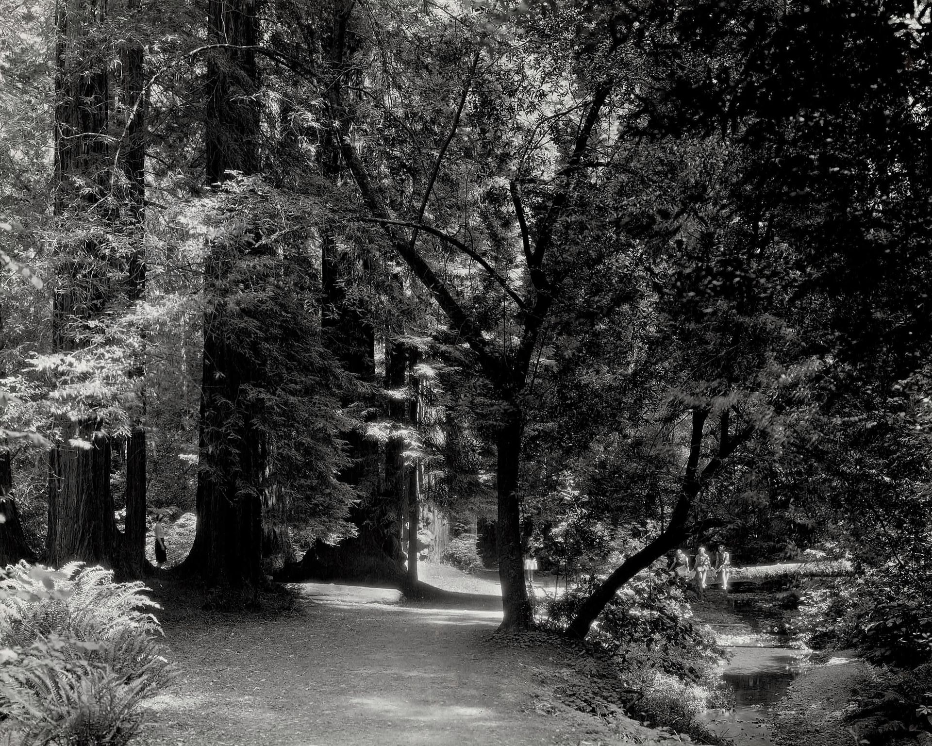 CALIFORNIE 不含保留价-

穆尔森林，马林县，靠近旧金山，约1930年。

照片。复古的银色印刷品，背面有印记。

19.3 x 24.3 厘米