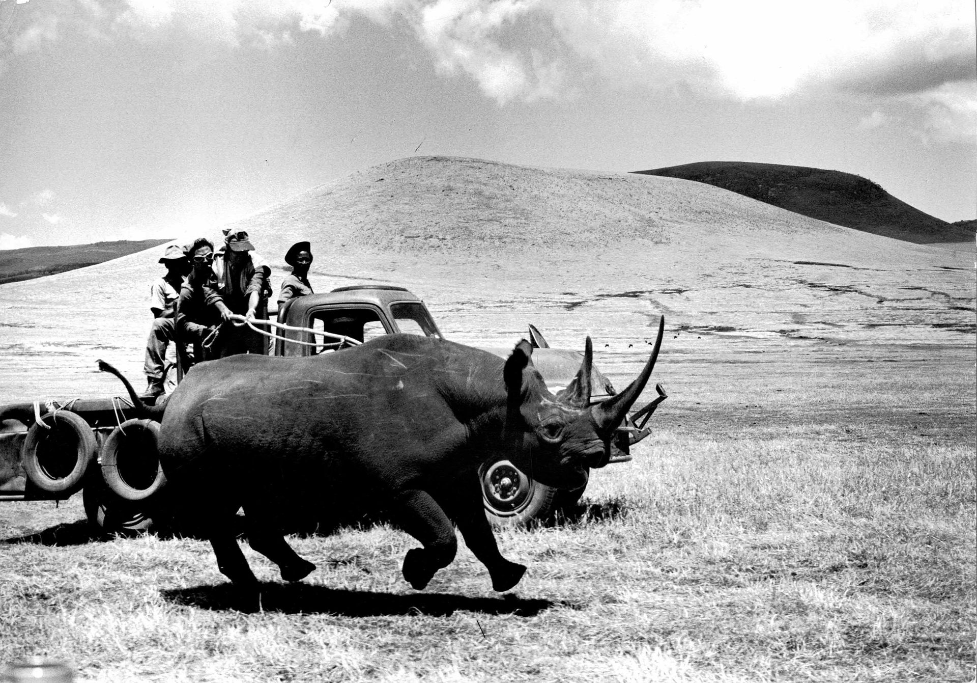 HATARI ! 无保留价格-

霍华德-霍克斯与约翰-韦恩合作的电影中的场景，内容是捕获一头犀牛，1962年。

苏珊-格林伯格-伍德的电影照片。6张复古银版&hellip;