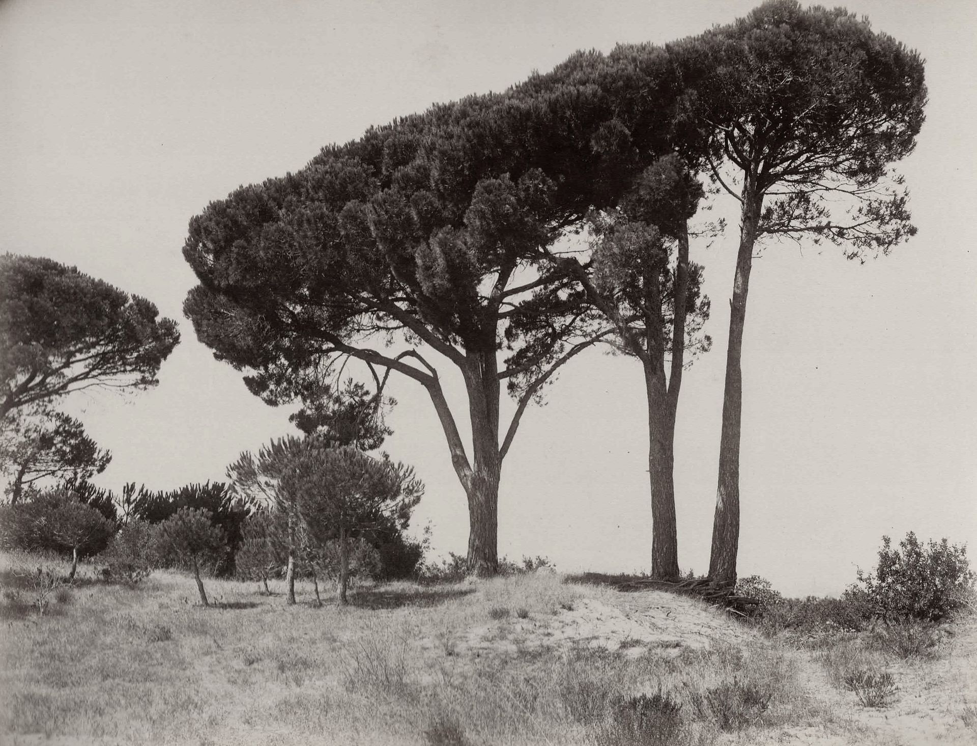 ITALIE 不含保留价-

有松树的风景，约1880年。

照片。镶嵌在卡片上的胶卷印刷品。

图像：21 x 27.3厘米；支架：30 x 37.5厘米