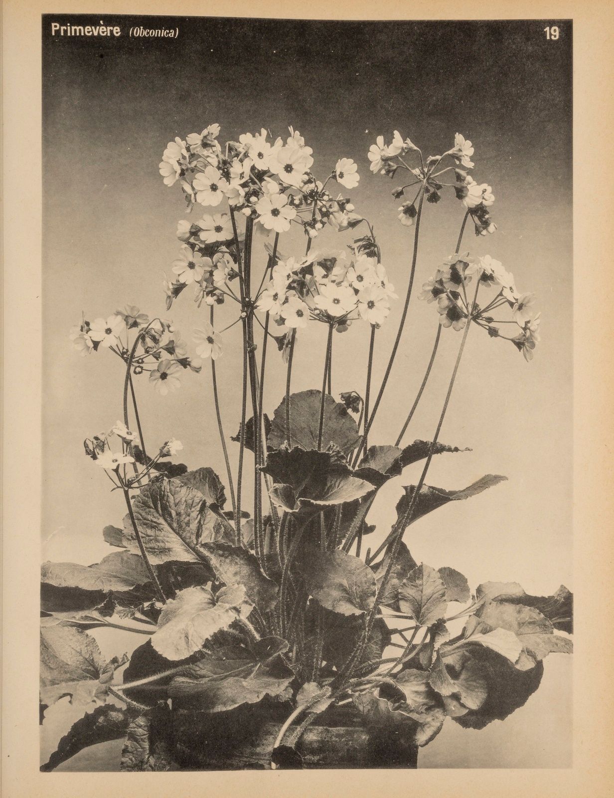 Null BAYARD (Émile). Plantes & Fleurs. Toute la flore vivante. Paris, Bernard 19&hellip;