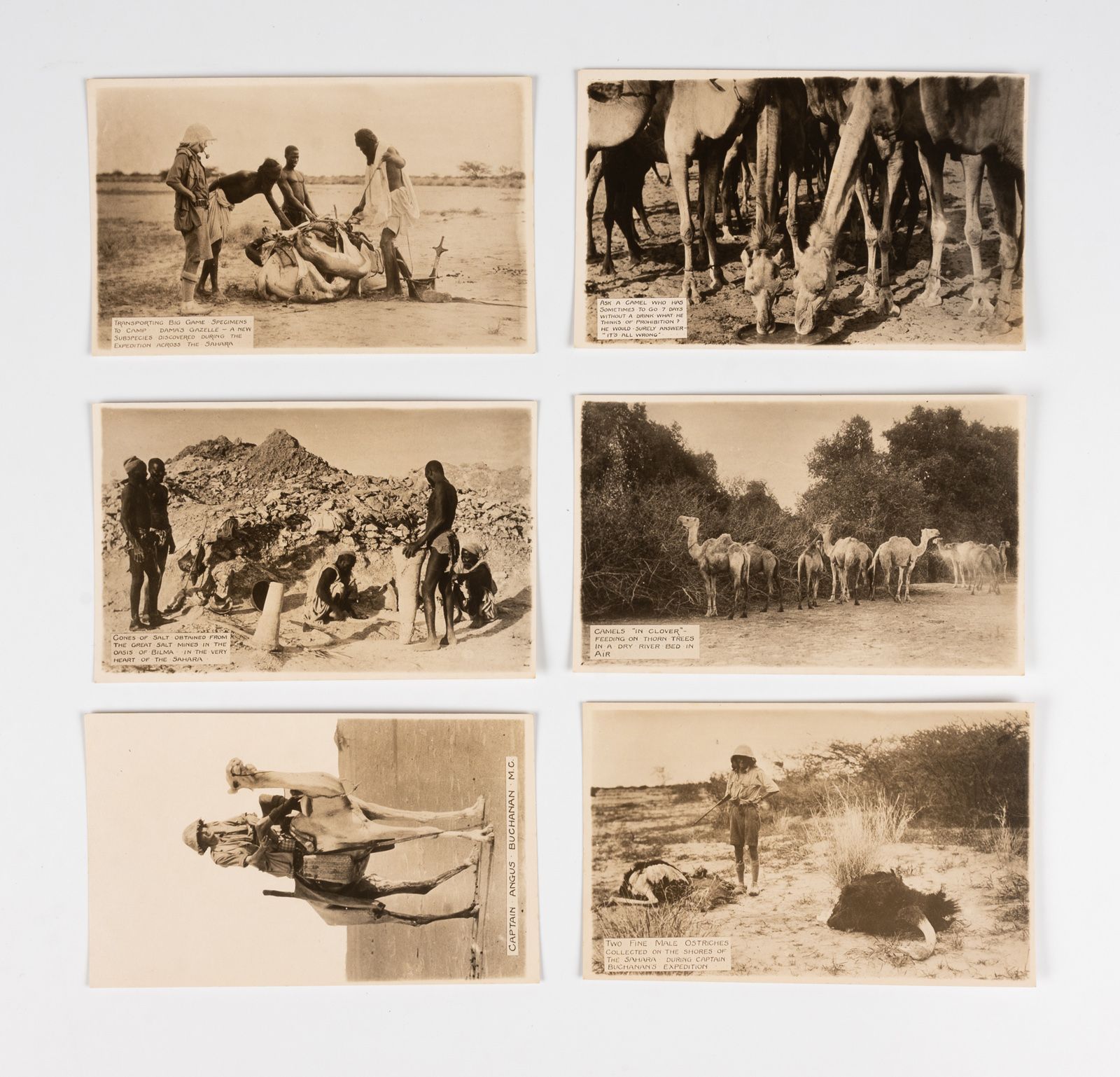 BUCHANAN (Capitaine). 布坎南（队长）。 
一套12张穿越大撒哈拉的照片明信片。 
(约1921年)。1卷，4开本，现代酒红色半马车漆。
收&hellip;