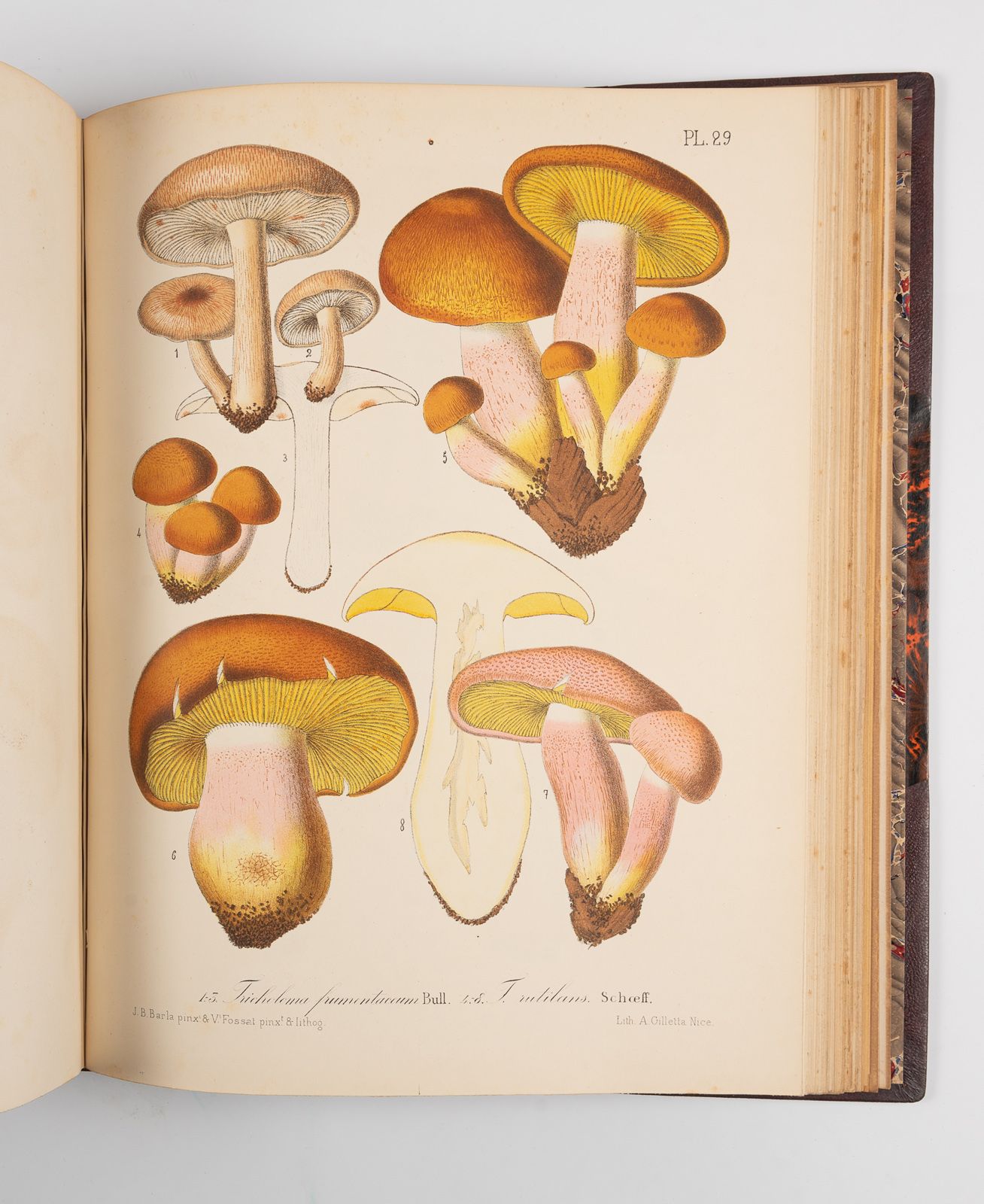 BARLA (J.-B.). BARLA (J.-B.).
图解霉菌学植物区系。滨海阿尔卑斯山的蘑菇。 
尼斯，吉列塔，1888年。4开本，棕色半桔梗，带角，书&hellip;