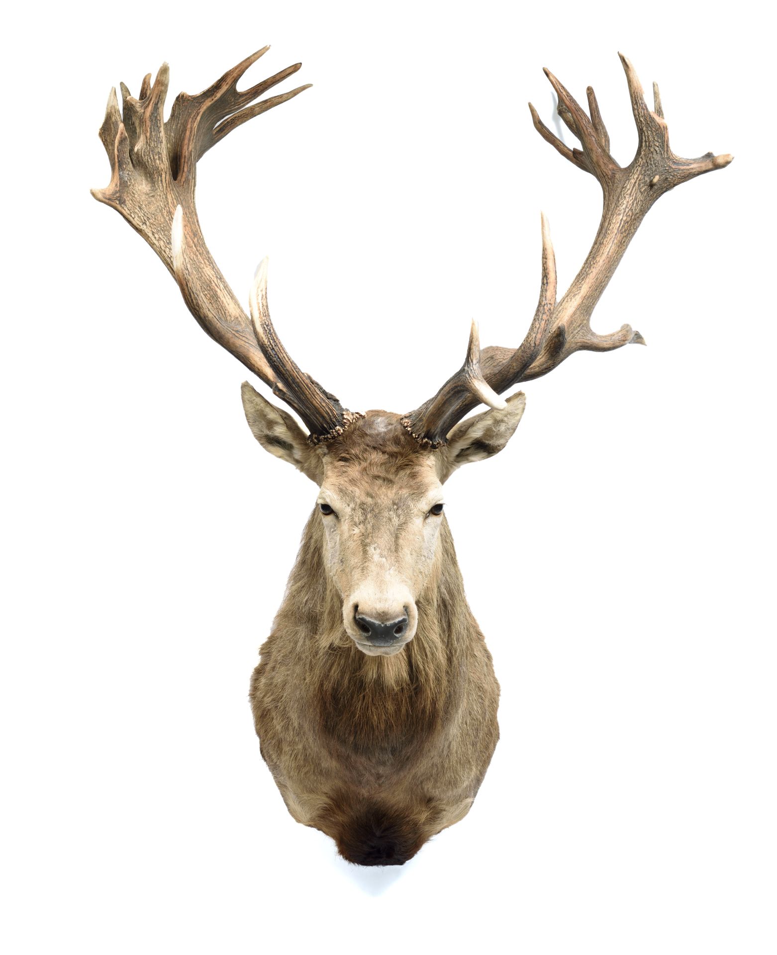 Cerf élaphe (Cervus elaphus) (CH) : Red deer (Cervus elaphus) (CH):

magnificent&hellip;