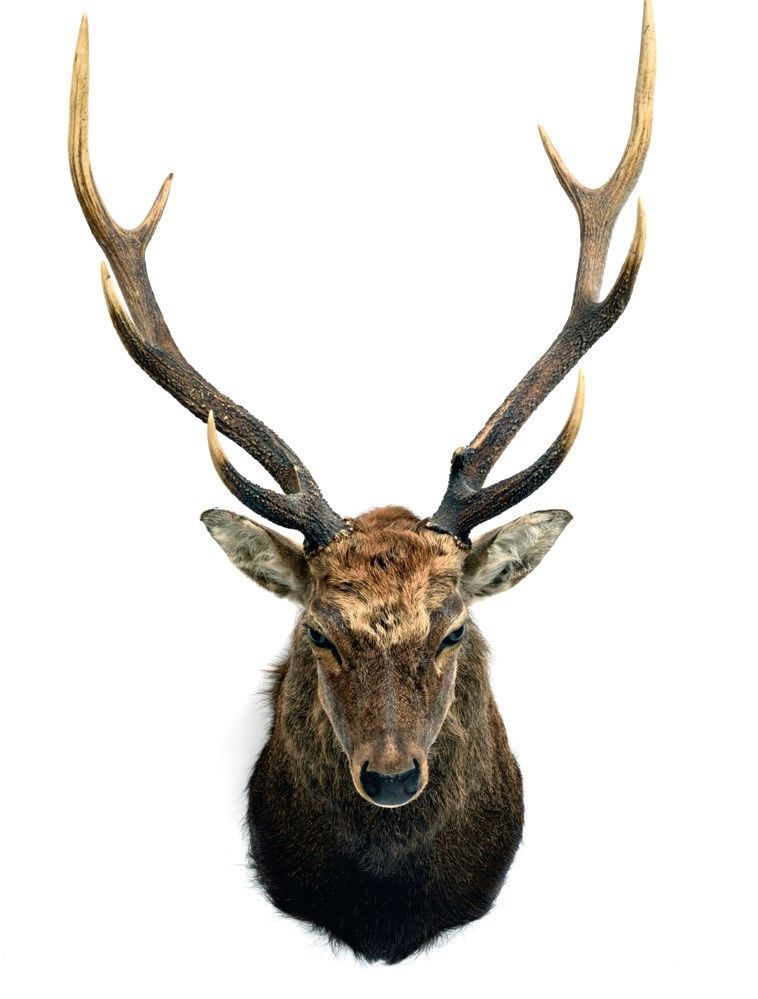 Cerf Sika (Cervus nippon) (CH) : Sika deer (Cervus nippon) (CH):

head in cape o&hellip;