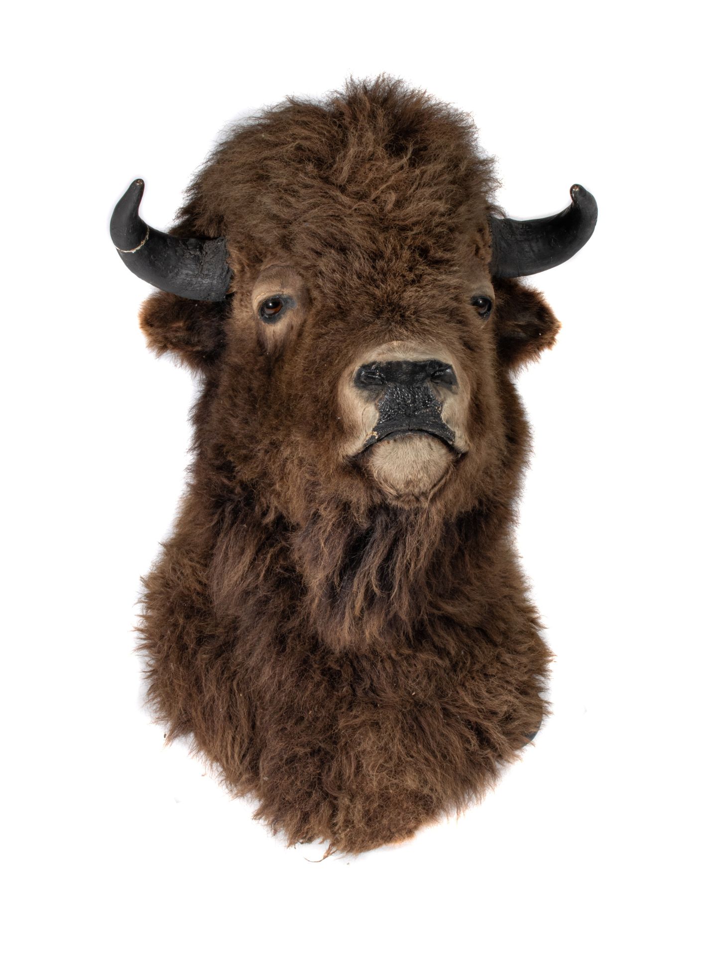 A taxidermic head of an American bison, H 90 cm 一头美洲野牛的头部标本，高90厘米