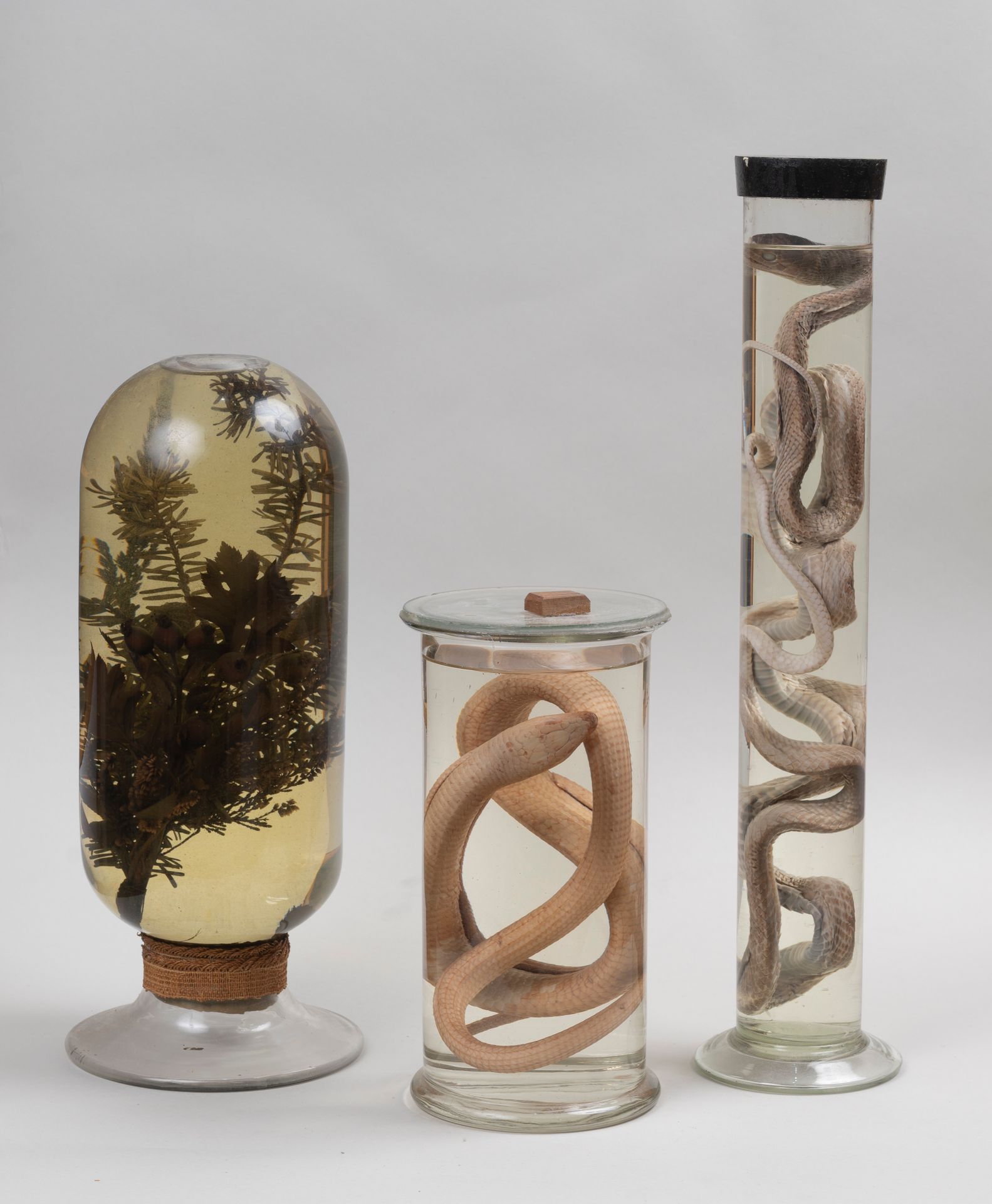Null 一套装有福尔马林中的蛇和植物的小瓶。