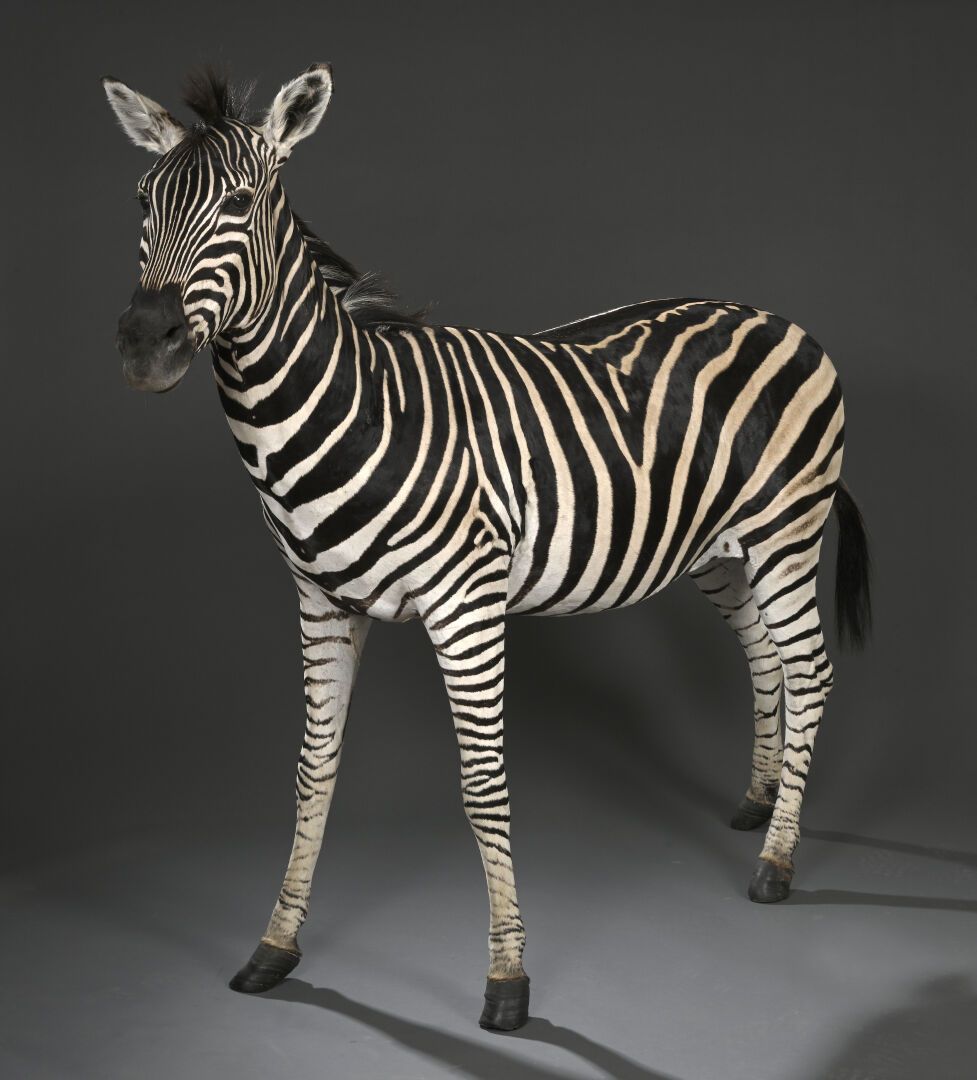 Null Burchell-Zebra oder synonym Flachlandzebra (Equus quagga burchellii) (NR): &hellip;