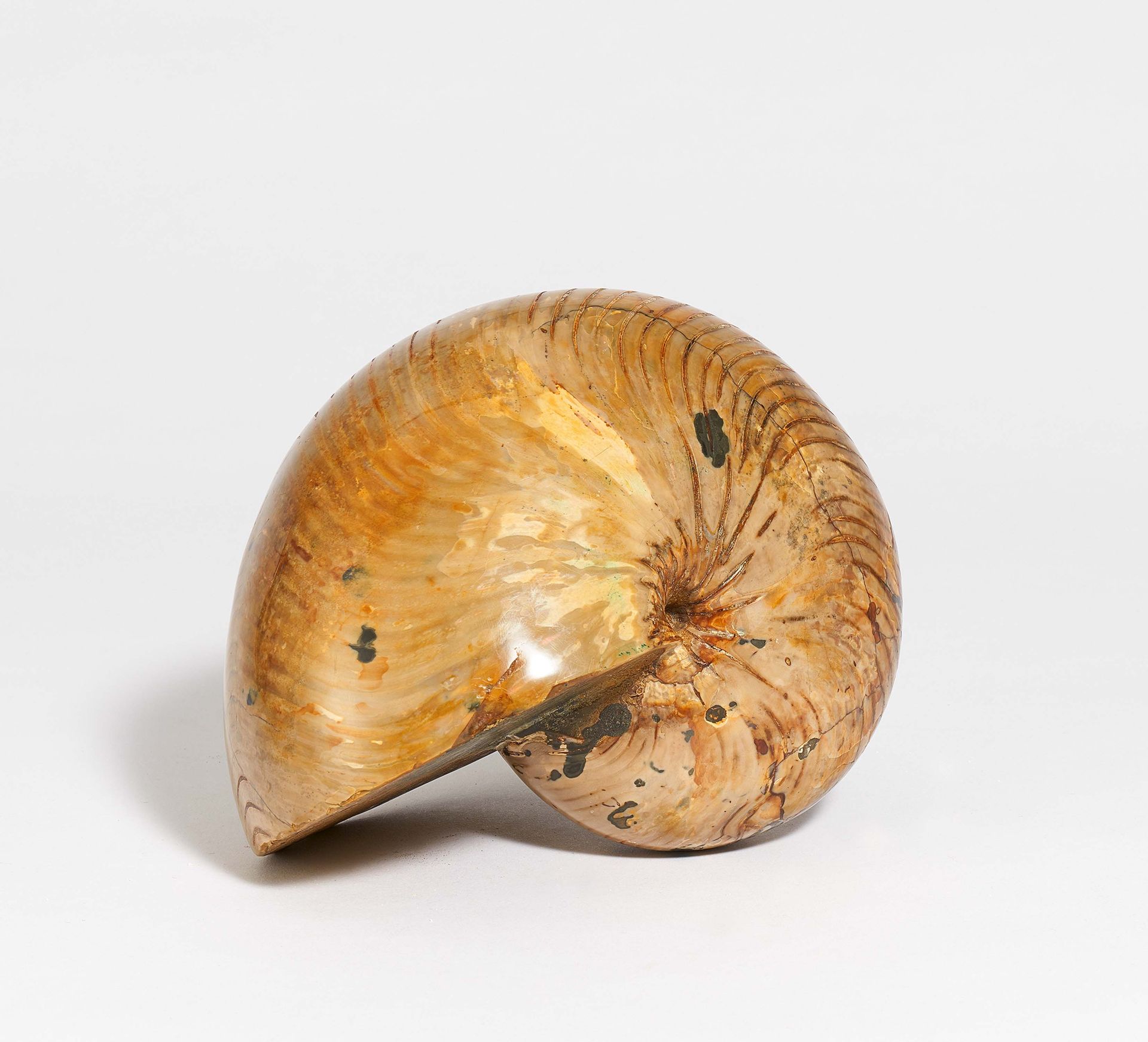 Madagaskar NAUTILUS CENOCERAS SP. 

Madagaskar. 
Datum: Mitte der Jurazeit (vor &hellip;