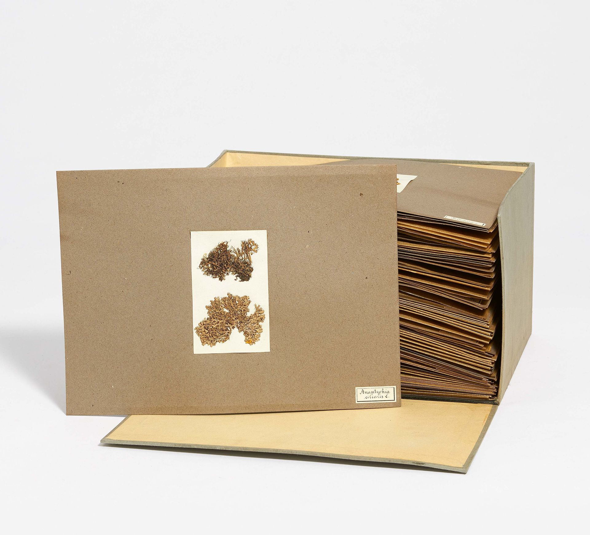 Null 收藏在档案盒中的地衣。 

日期。 约1900年。1900年。
技术。 卡片，羊皮纸，地衣样品。
描述。 档案盒里有大约50张灰色卡片，用羊皮纸覆盖。&hellip;