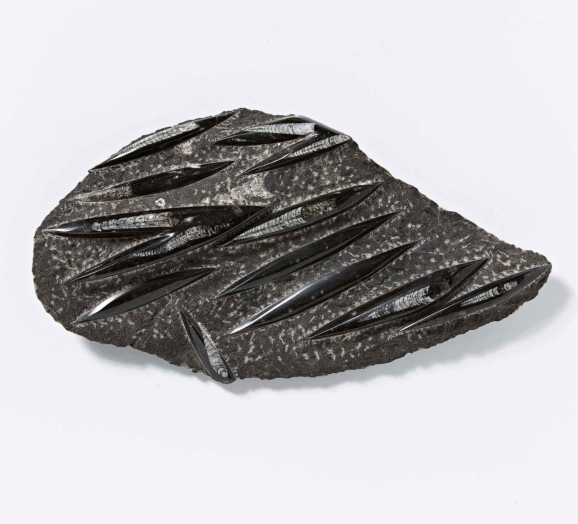 Null 

技术 的化石ORTHOCERAS板 。约38x21x5.5cm。
描述。 偶尔有鱿鱼。
状况A/B。 
 本拍品的估计运费：
 德国：37,82欧&hellip;