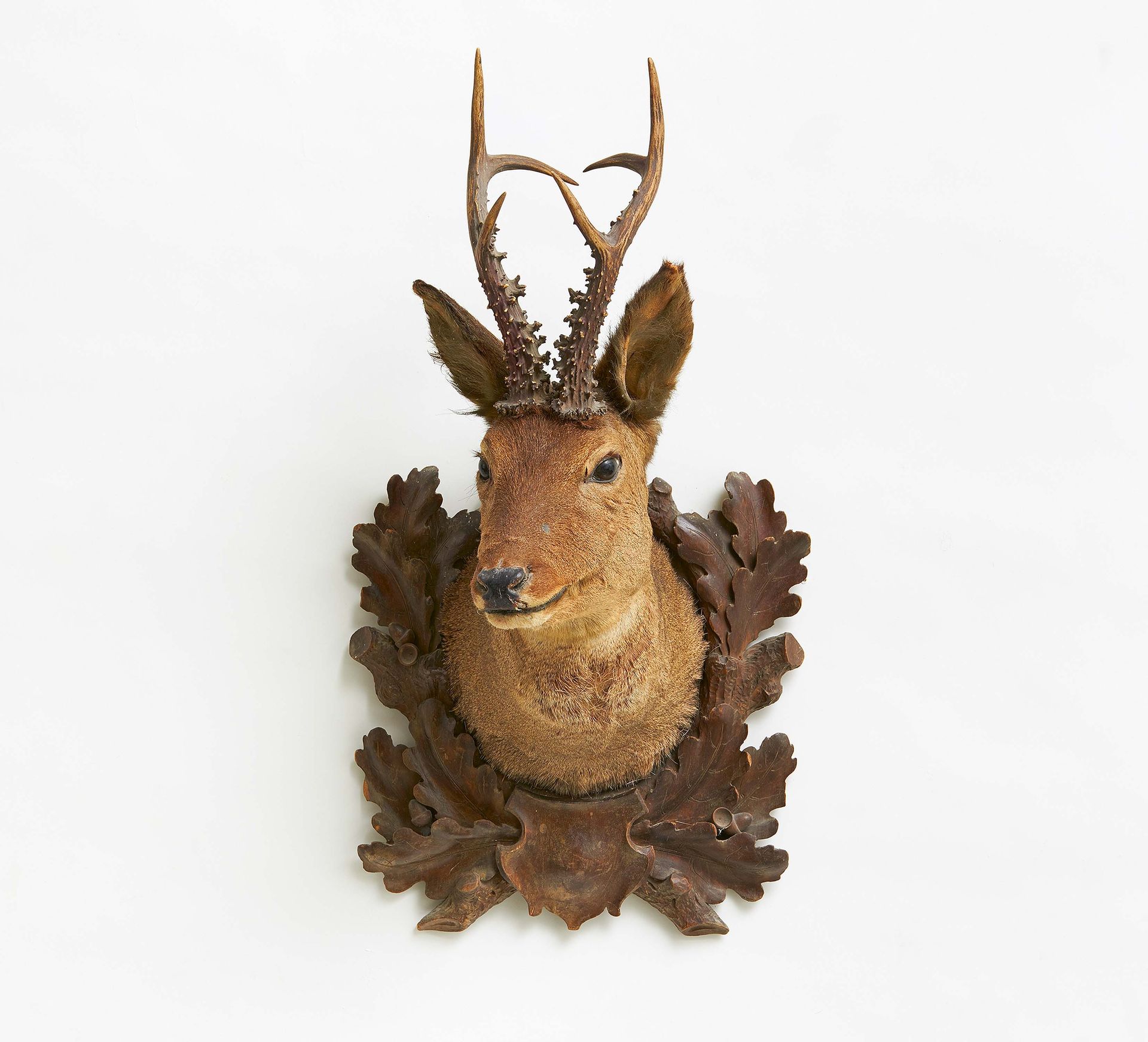 Null PRESERVED SPECIMEN OF A POWERFUL ROEBUCK. 

Technique: Animal specimen, wal&hellip;