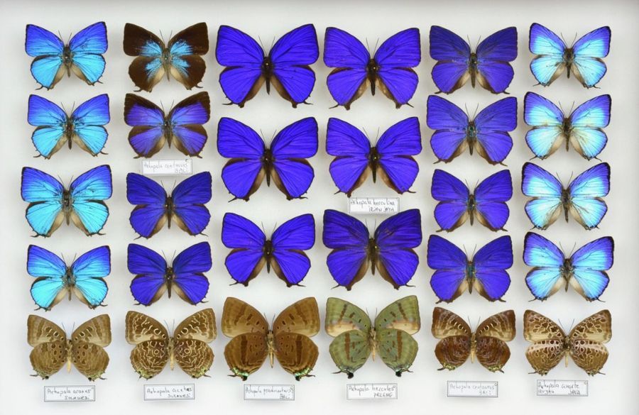 Null Lycaenidae (Mexico-Indonesia) including Arhopala. 2 boxes (39 x 26 cm.)