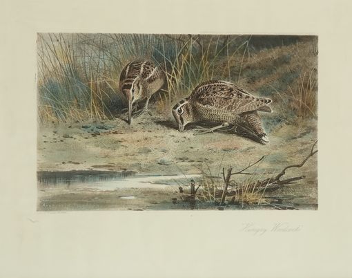 Null Archibald THORBURN. Les canards sur l’étang. Couple de bécasses verrotant. &hellip;