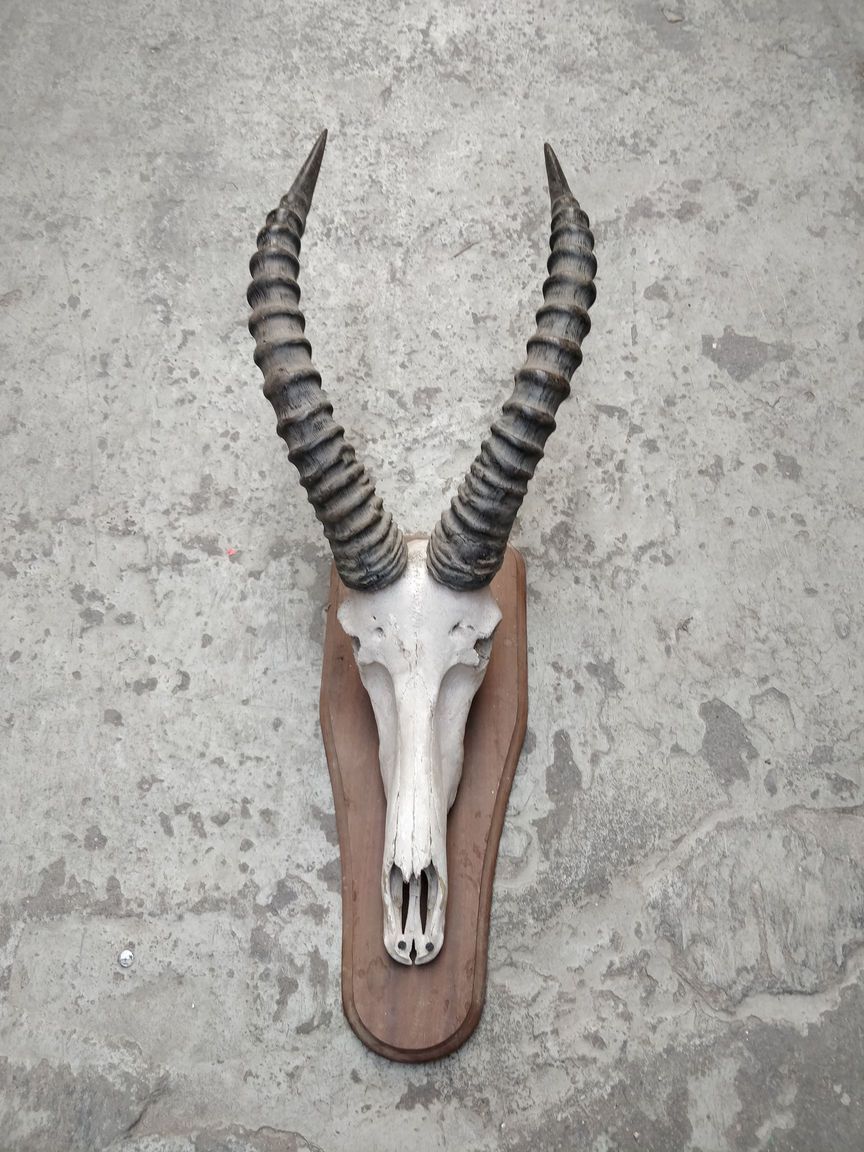 Null Conjunto de cinco masacres africanas, entre ellas la del oryx, en escudos d&hellip;