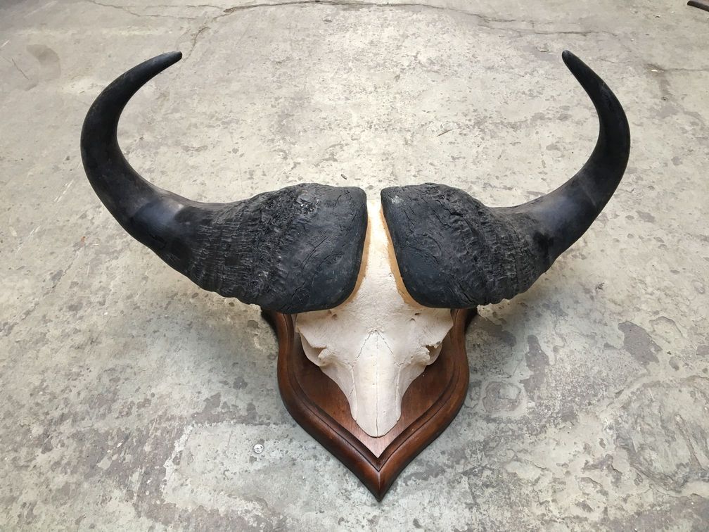 Null Conjunto de tres grandes matanzas de búfalos en escudos de madera