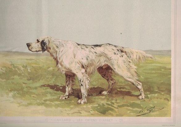 Null Paul CAILLARD.指向性的狗。英国的品种。盛装舞步。犬舍的卫生。附有奥利维耶-德-佩内的12幅生活水彩画和奥利维耶-德-佩内和保罗-塔维尼耶&hellip;