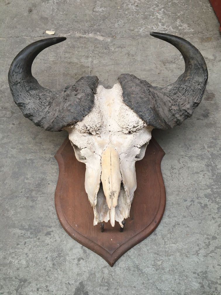 Null Two slaughters of big buffaloes on wooden crests