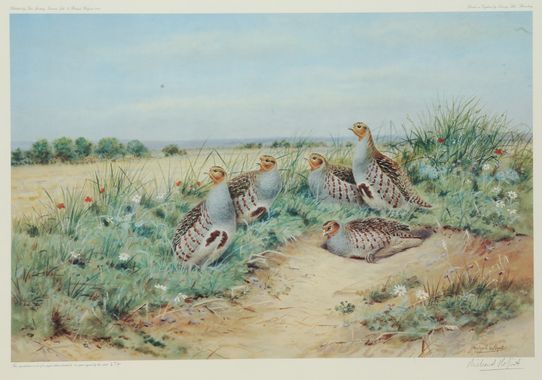 Null Richard ROBJENT. Company of grey partridges. Pheasants. Two framed colour r&hellip;