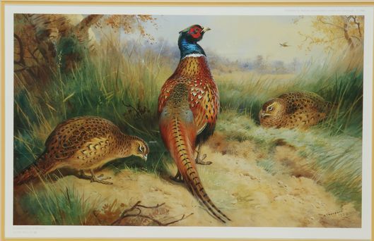 Null Archibald THORBURN.雉鸡》。有框架的彩色复制品，限量400份，有编号。尺寸：30,5 x 48 cm