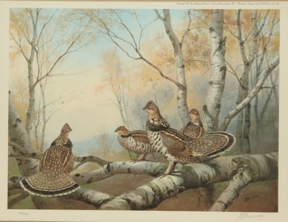 Null J.C. HARRISON.白桦林中的松鸡。第212/250号彩色雕版画，并在右边空白处会签。尺寸：38 x 50 cm