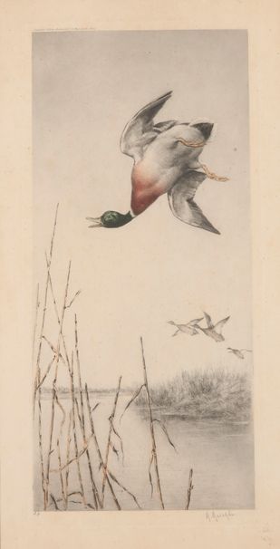 Null 莫里斯-莫伊桑。鸭子的飞行。在空白处签名的彩色雕版画，已装裱。尺寸：64 x 33 cm