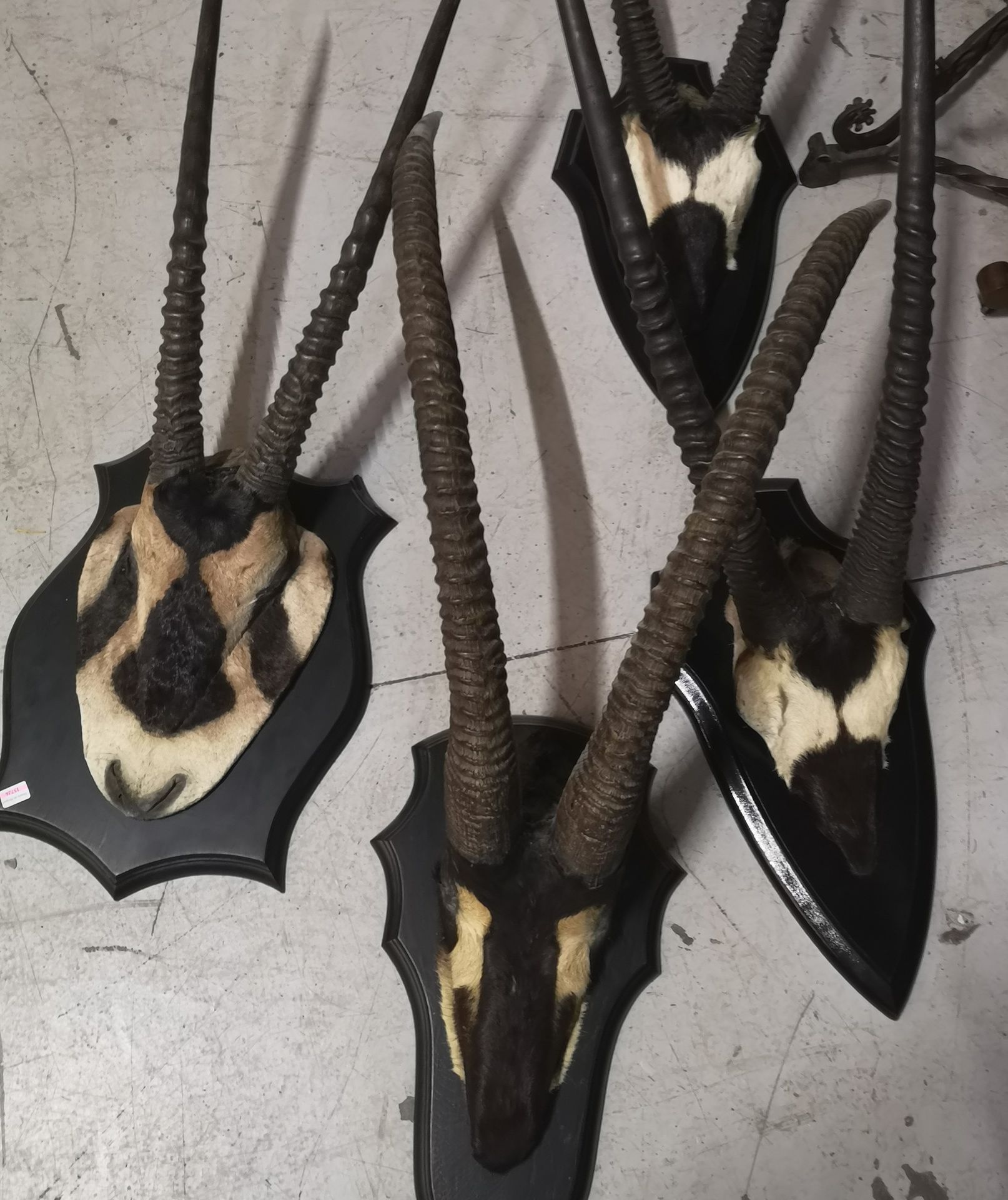 Null Tres masacres de Oryx con piel, Oryx gazella, montadas en escudo de madera.