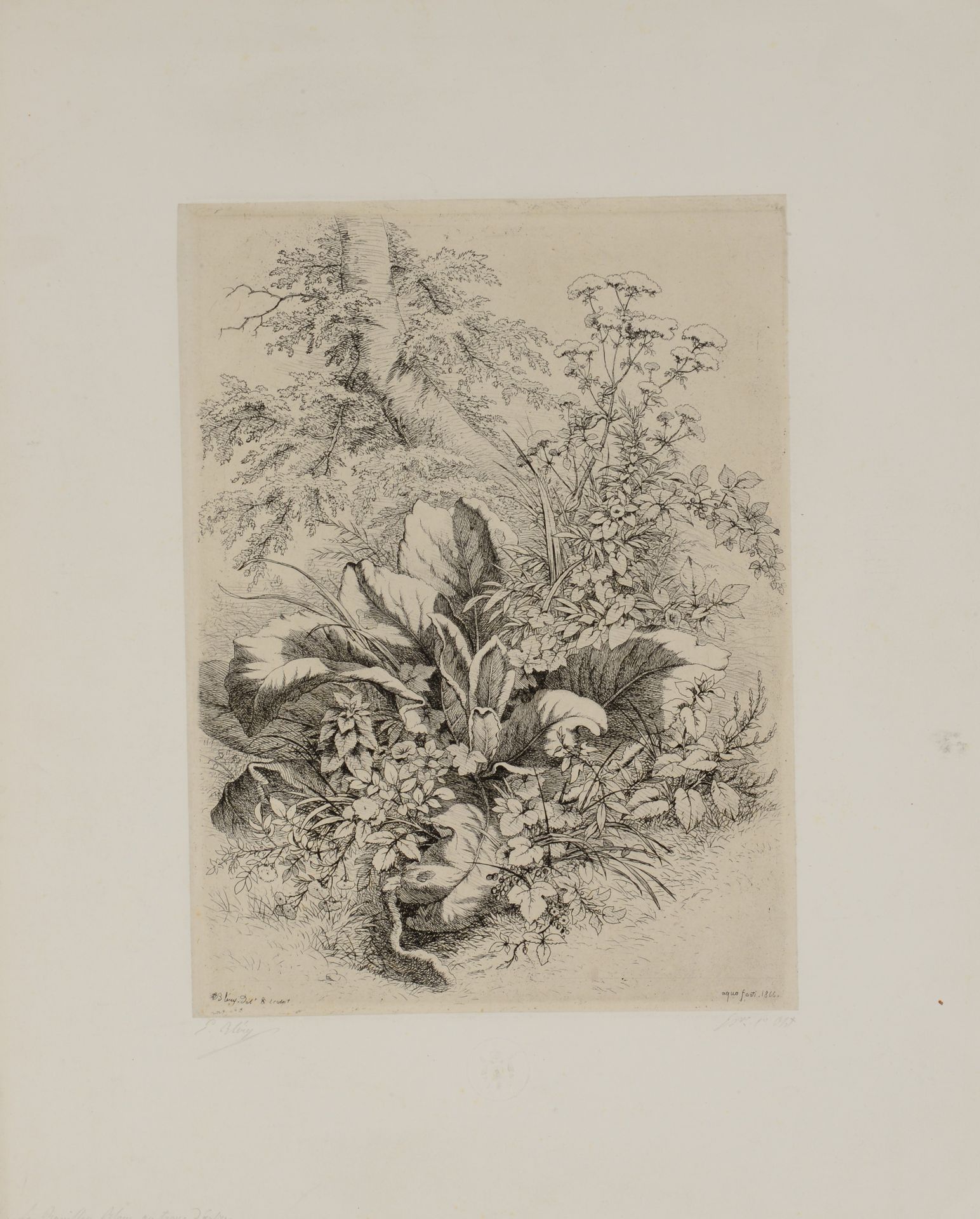 Null Eugène BLERY (1850-1887) Le bouillon blanc au tronc d'arbre. 1866. Radierun&hellip;