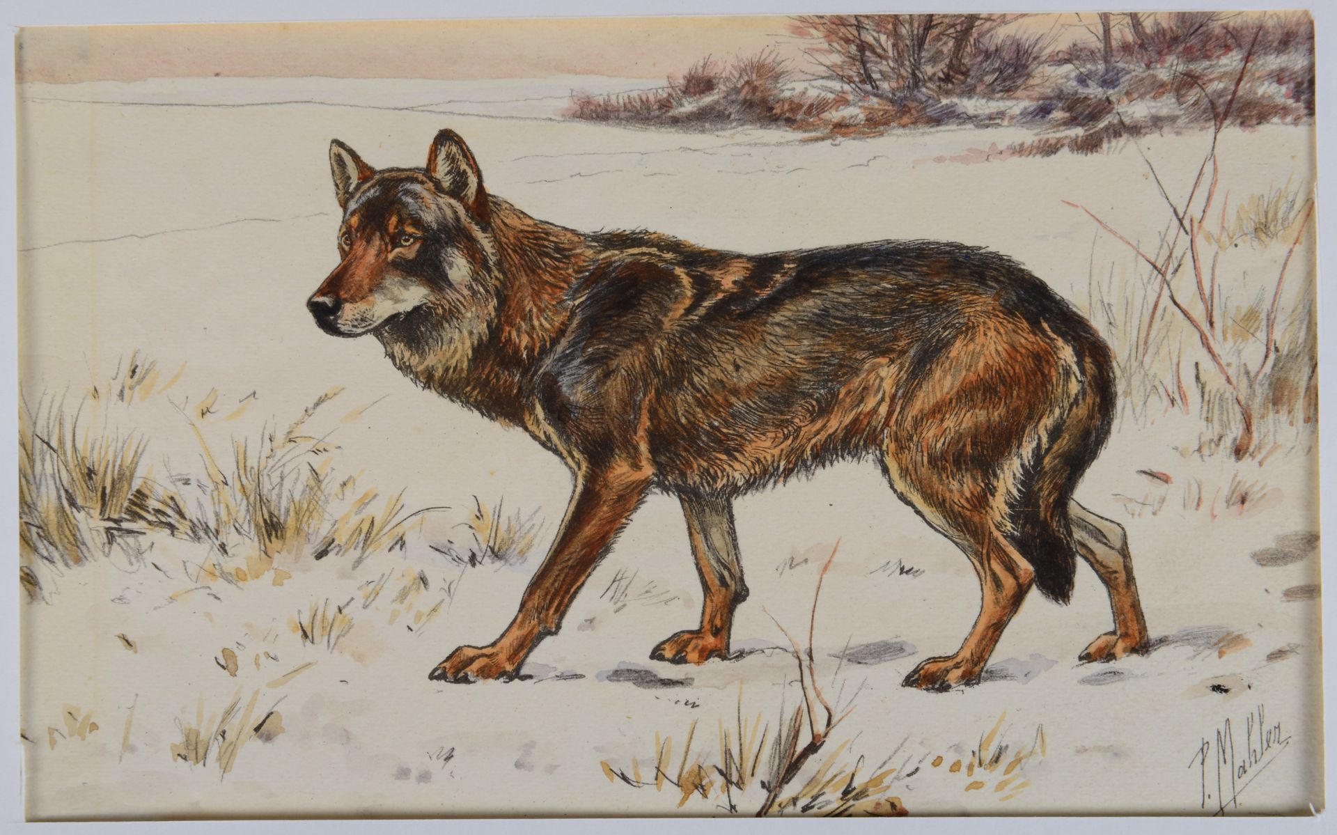 Null Paul MAHLER (1864-1923) Le loup. Aquarelle gouachée sur papier. Dim : 18, 5&hellip;
