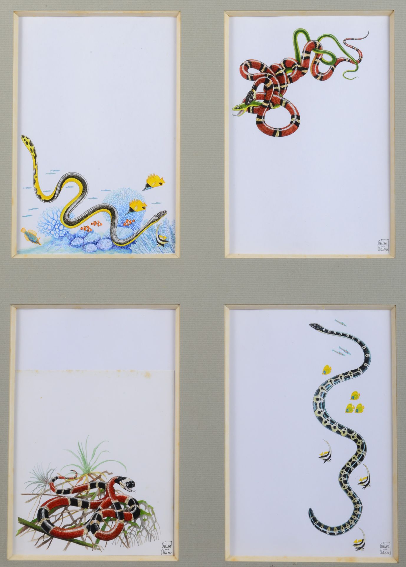 Null Gaëtan du CHATENET. Etude d’insectes et étude de serpents. Huit aquarelles &hellip;