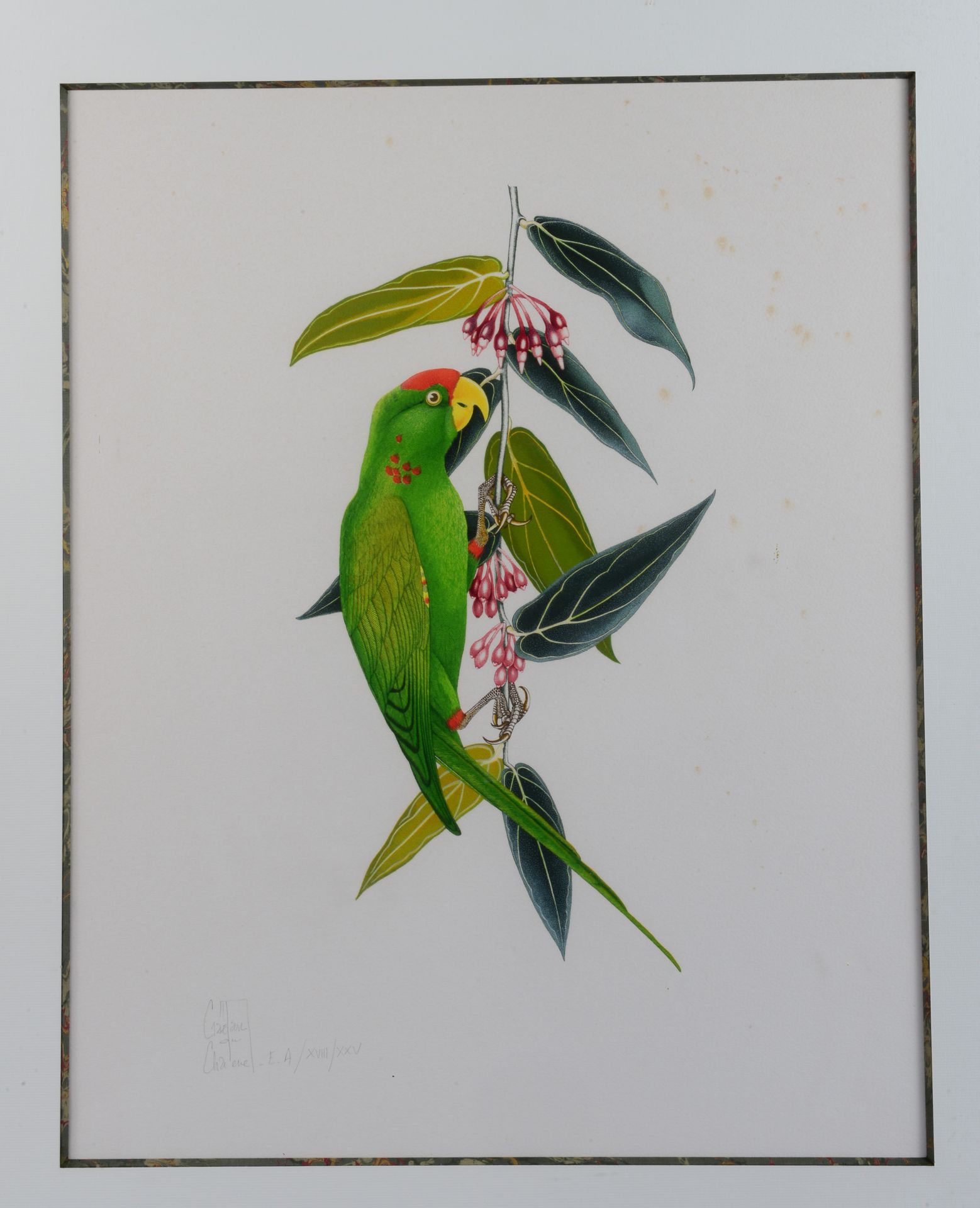 Null 加埃唐-杜-沙特内。鹦鹉。彩色石版画。艺术家的证明，编号为18/25，左下角有签名，有框架。尺寸：57 x 44 cm