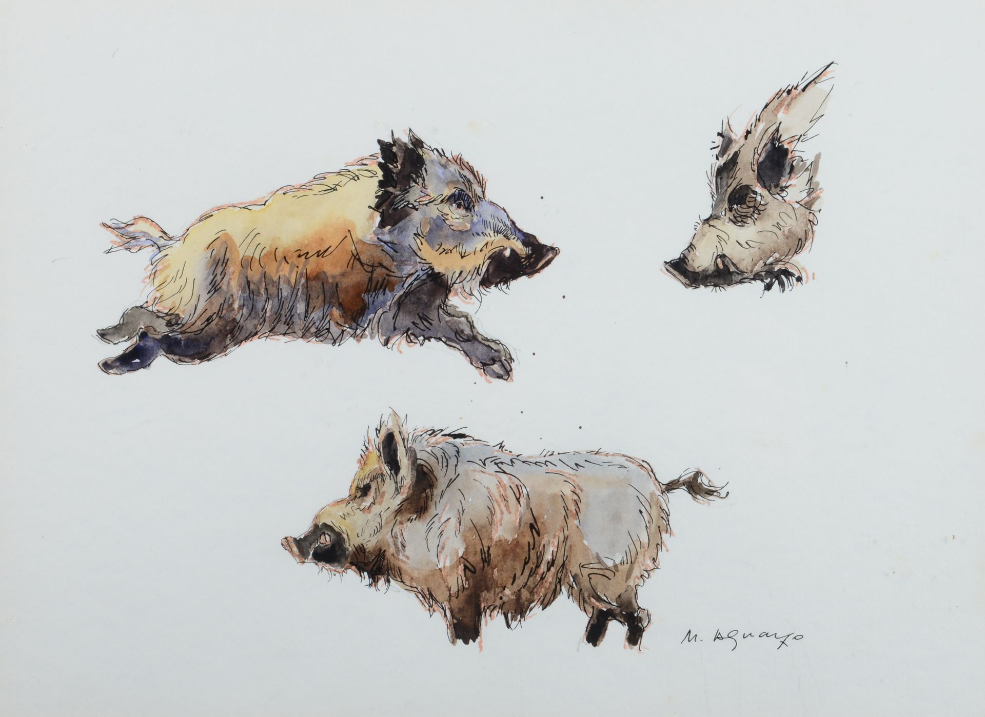 Null 马里亚诺-阿瓜约。野猪的研究。印度墨水和水彩画，纸上，右下角有签名，有框架。尺寸：22 x 30厘米