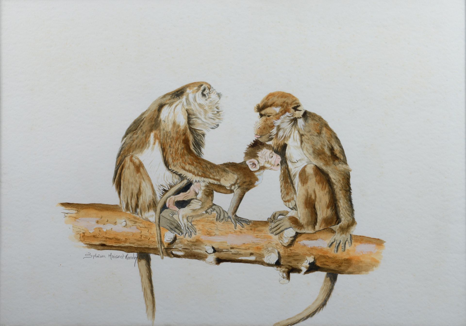 Null Sylviane MAIGRET-MONDRY. Quatre études. Etude de lions. Dim : 34,5 x 47 cm.&hellip;