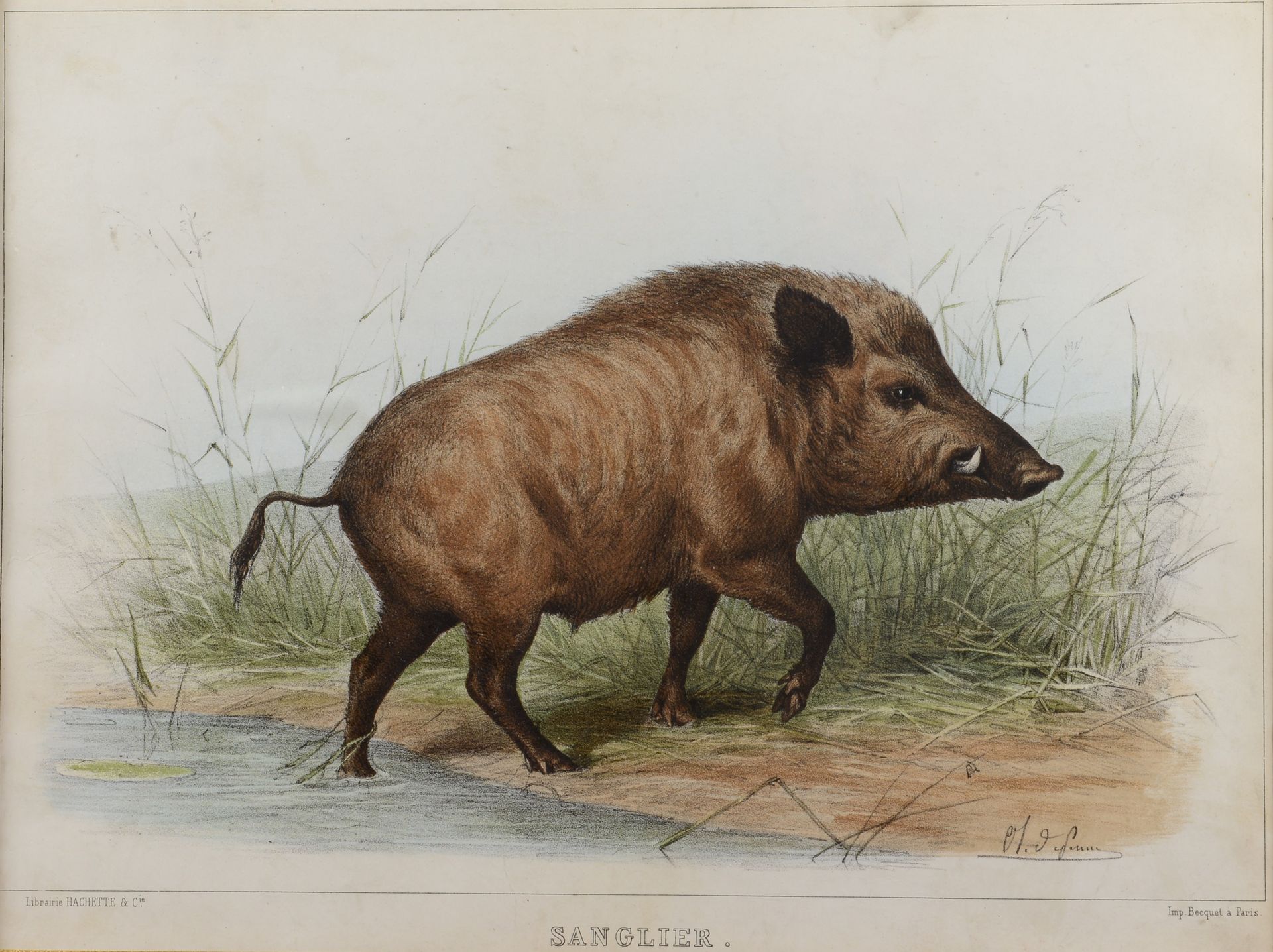 Null Olivier de PENNE. Wild boar. Rare engraving in colors framed. Dim : 30 x 40&hellip;