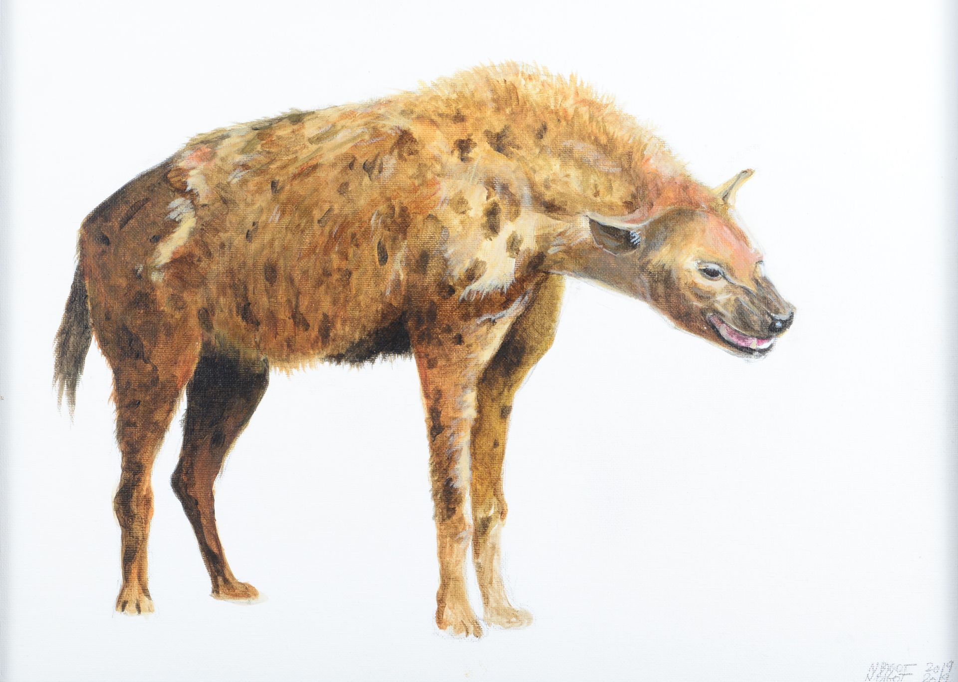 Null 尼古拉-比戈特。鬣狗。丙烯酸画布，右下方有签名和日期2019年，有框架。尺寸：46x33厘米