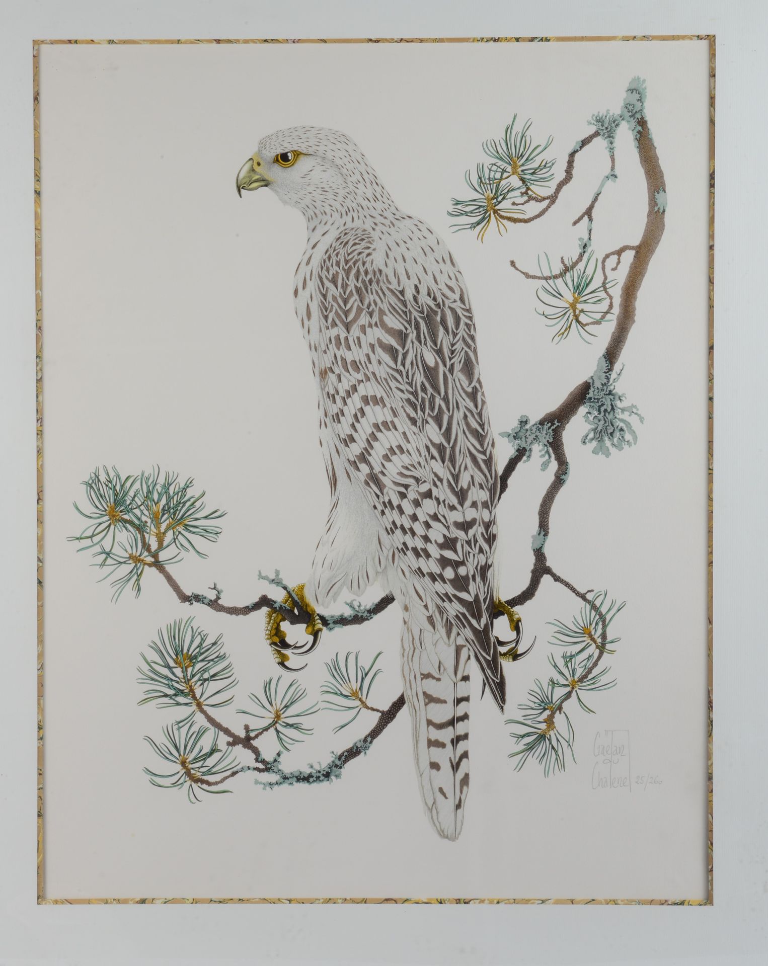 Null 盖坦-杜-夏特内。时髦的猛禽。彩色石版画，已签名，有日期，编号25/260，有框架。尺寸：70 x 53 cm