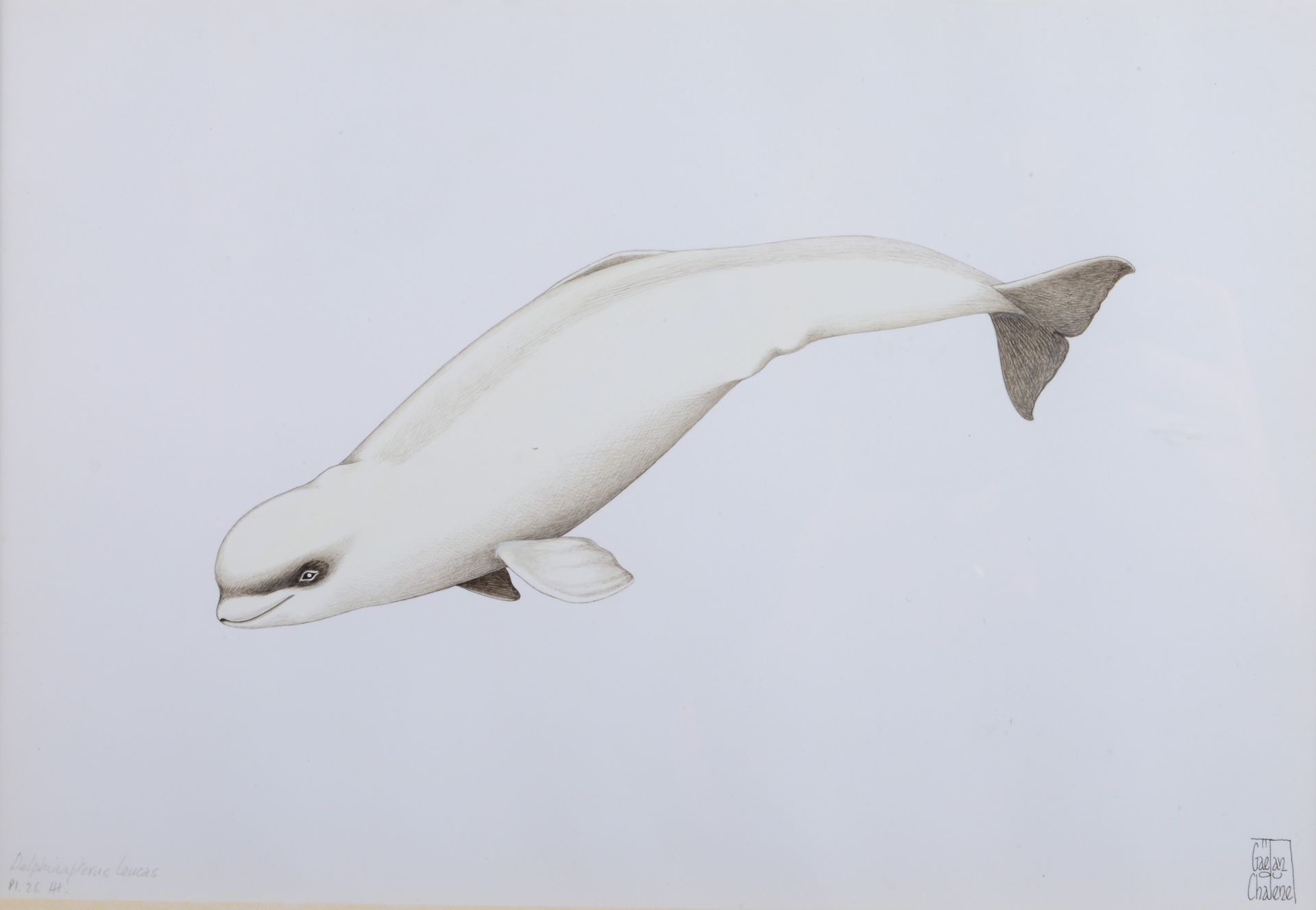 Null Gaëtan du CHATENET.Delphinapterus leucas.纸上水墨画，右下角有签名，有框架。19,5 x 28,5 cm