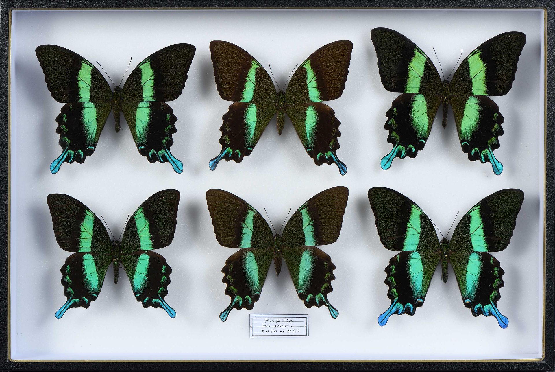 Null Papilio blumei 4 mâles + 2 femelles