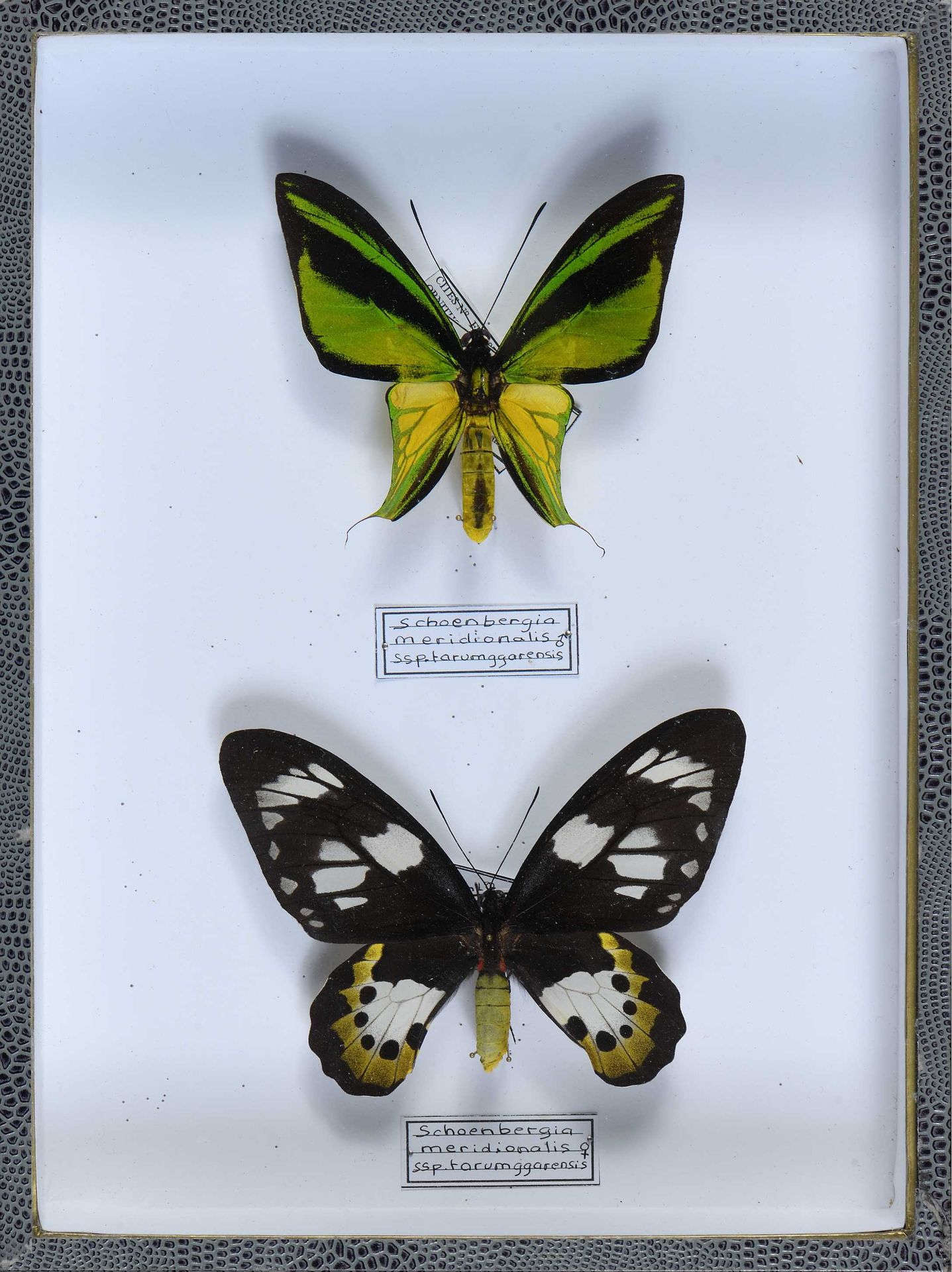 Null Ornithoptera meridionalis couple Cites annexe II B