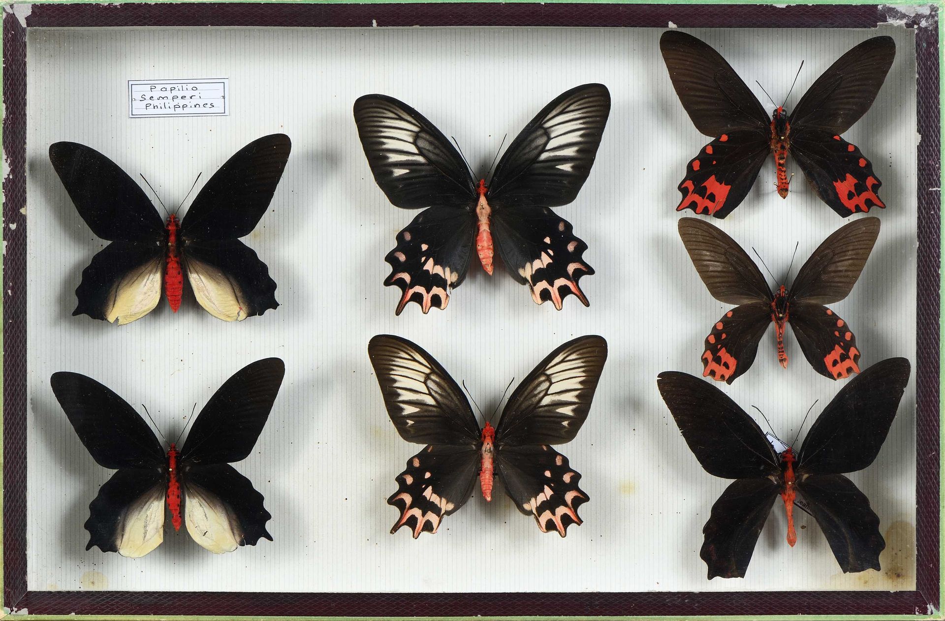 Null Papilio semperi 5 mâles = 2 femelles