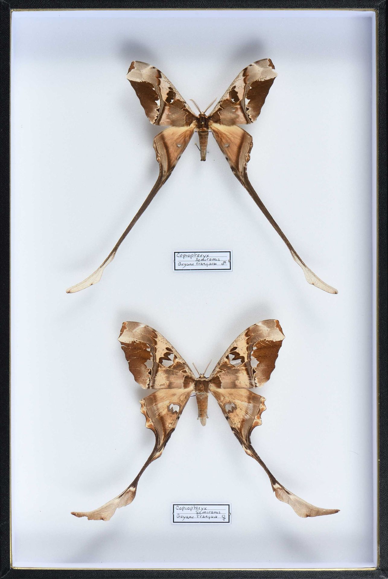 Null Copiopteryx semiramis Guyane couple