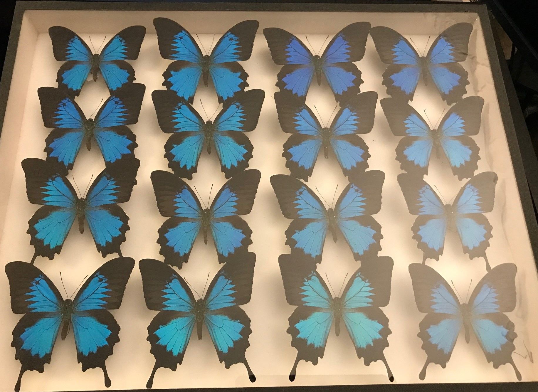 Null 
Papilio Ulysses de Ceram 16 ex