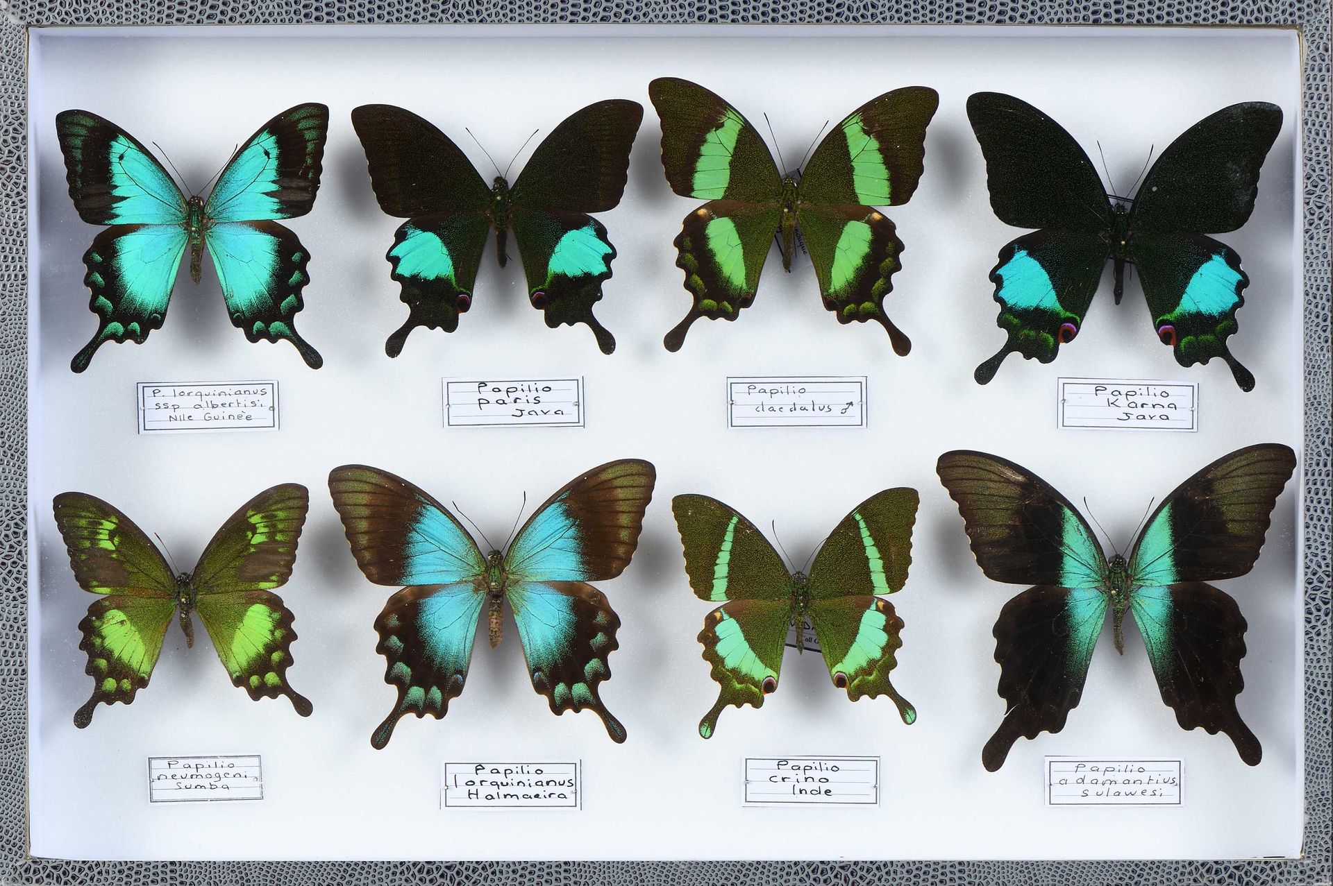 Null Papilio crino, karna, neumoegeni, lorquinianus, paris et divers 8 ex.