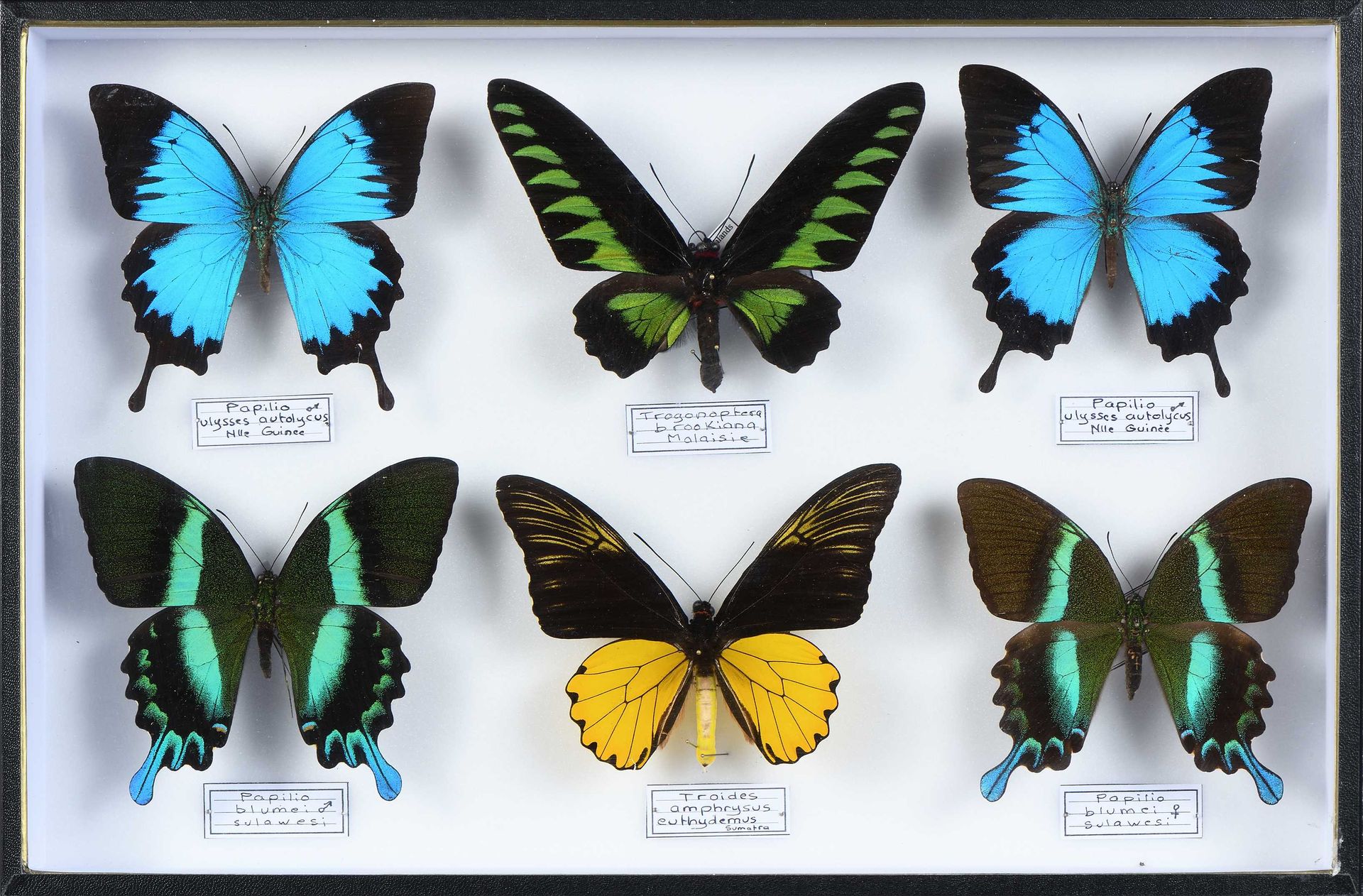 Null Papilio, Troides, Trogonoptera 6 ex. Cites annexe II B