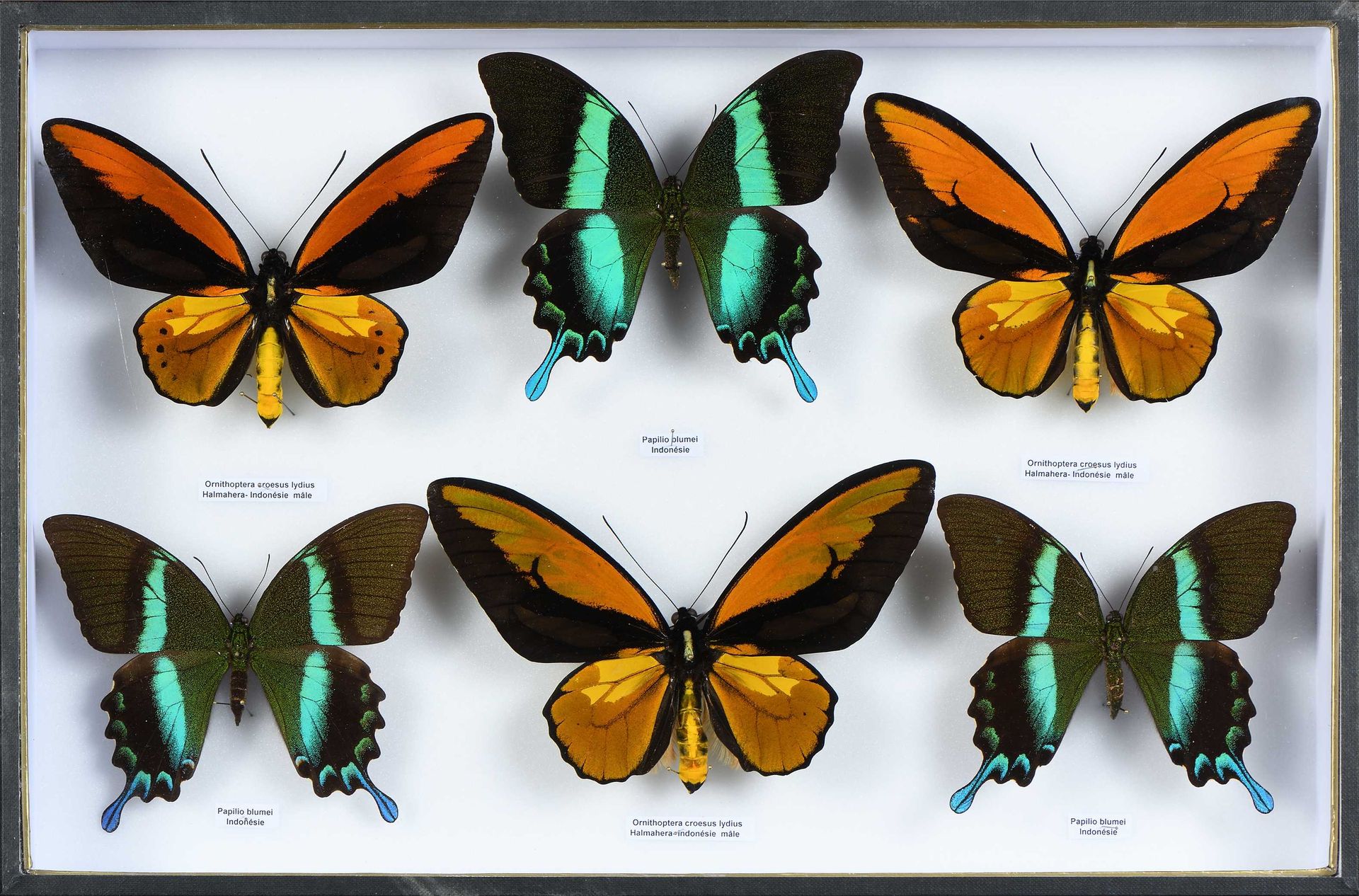 Null Ornithoptera croesus lydius 3 mâles, Papilio blumei 3 mâles Cites annexe II&hellip;