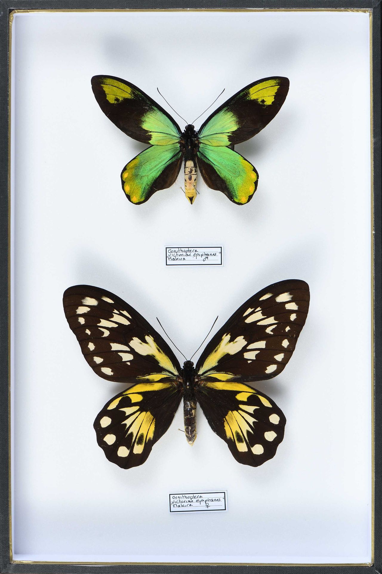 Null Ornithoptera victoriae epiphenes Makira couple Cites annexe II B