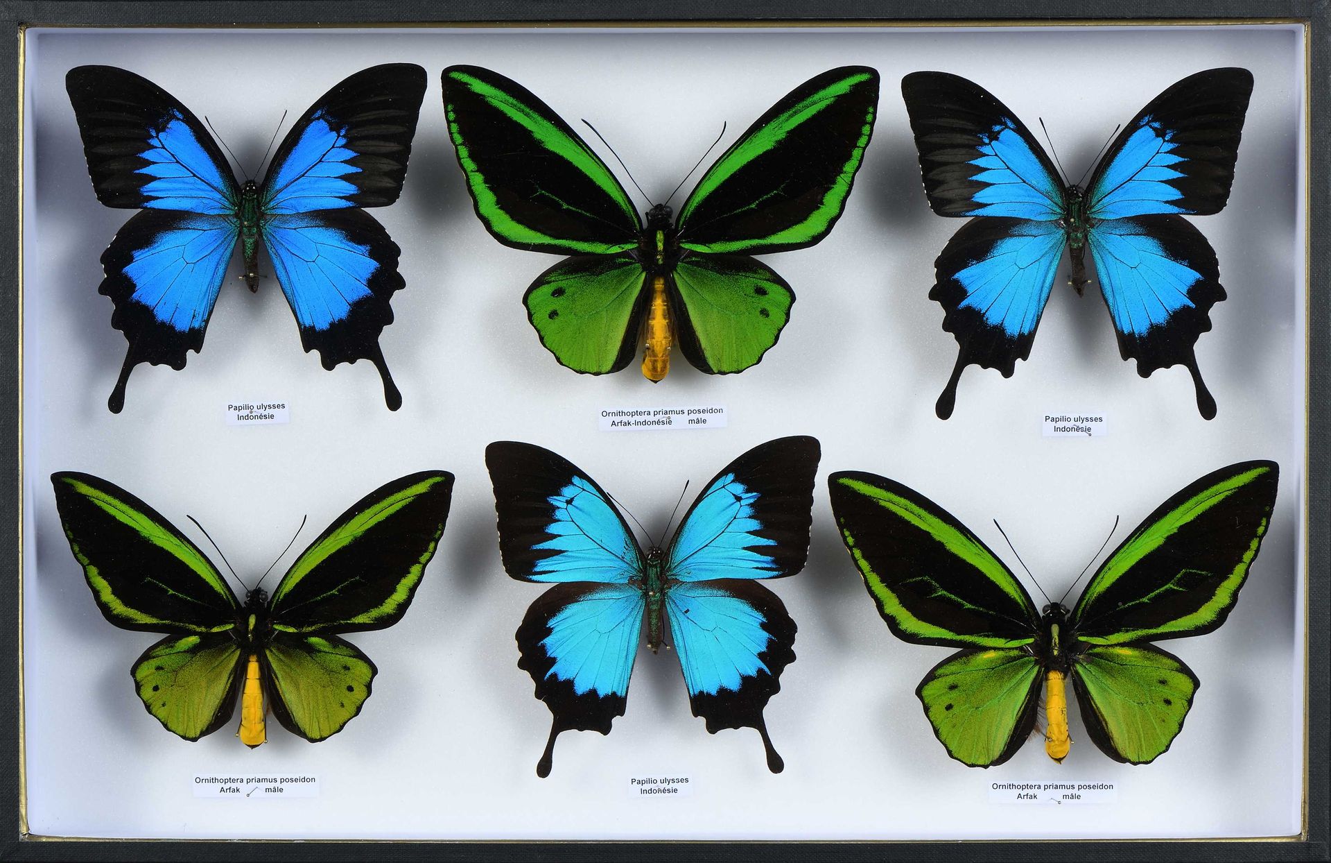 Null Ornithoptera priamus poseidon 3 mâles, Papilio ulysses 3 mâles Cites annexe&hellip;
