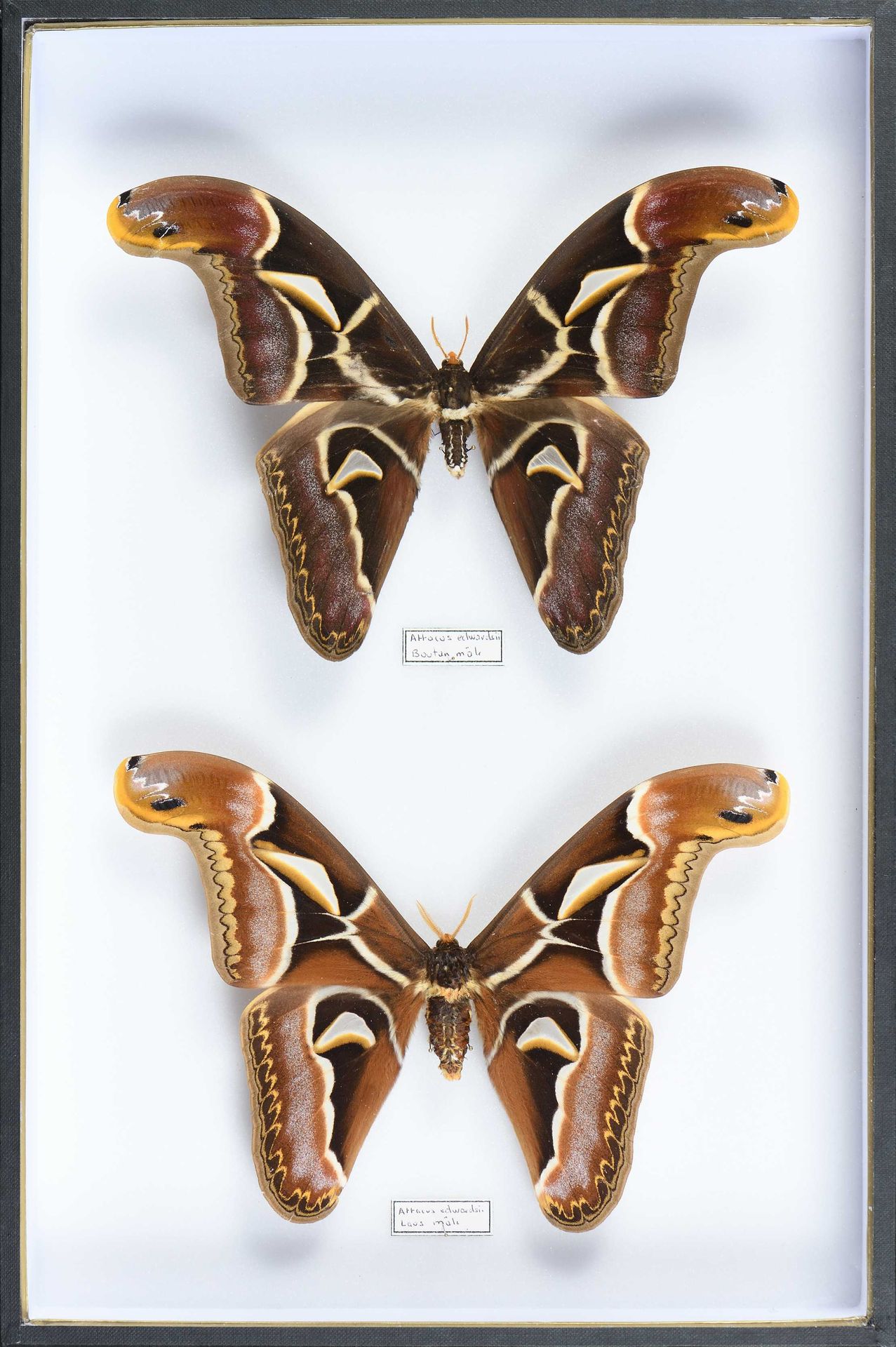 Null Attacus edwardsi laos, Bouthan 2 ex.